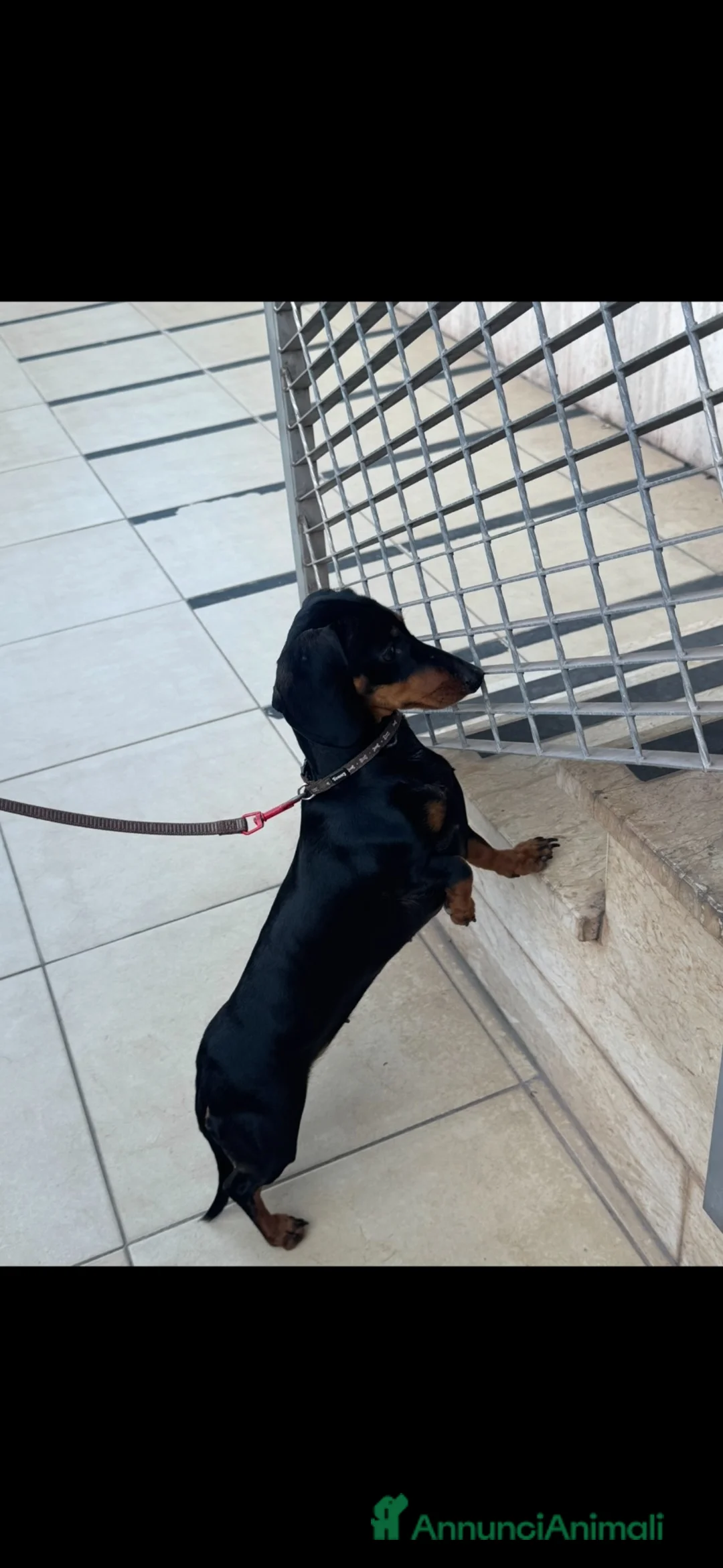 Bassotto Nano cani in vendita: Cucciolo di bassotto maschio  - Annuncio 2