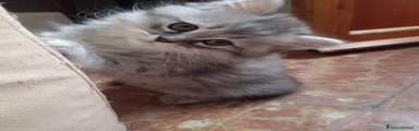 ALBUS