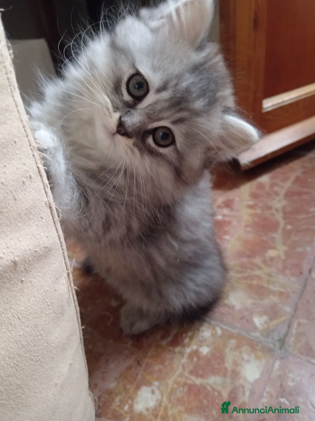 Persiano gatti in vendita: Disponibili CUCCIOLI DI PERSIANO - Annuncio 5