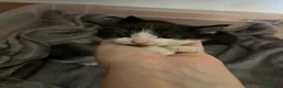 Meticcio gatti in regalo: Regalo 2 gattini (F/M) zona Sciacca (AG) - Annuncio 3