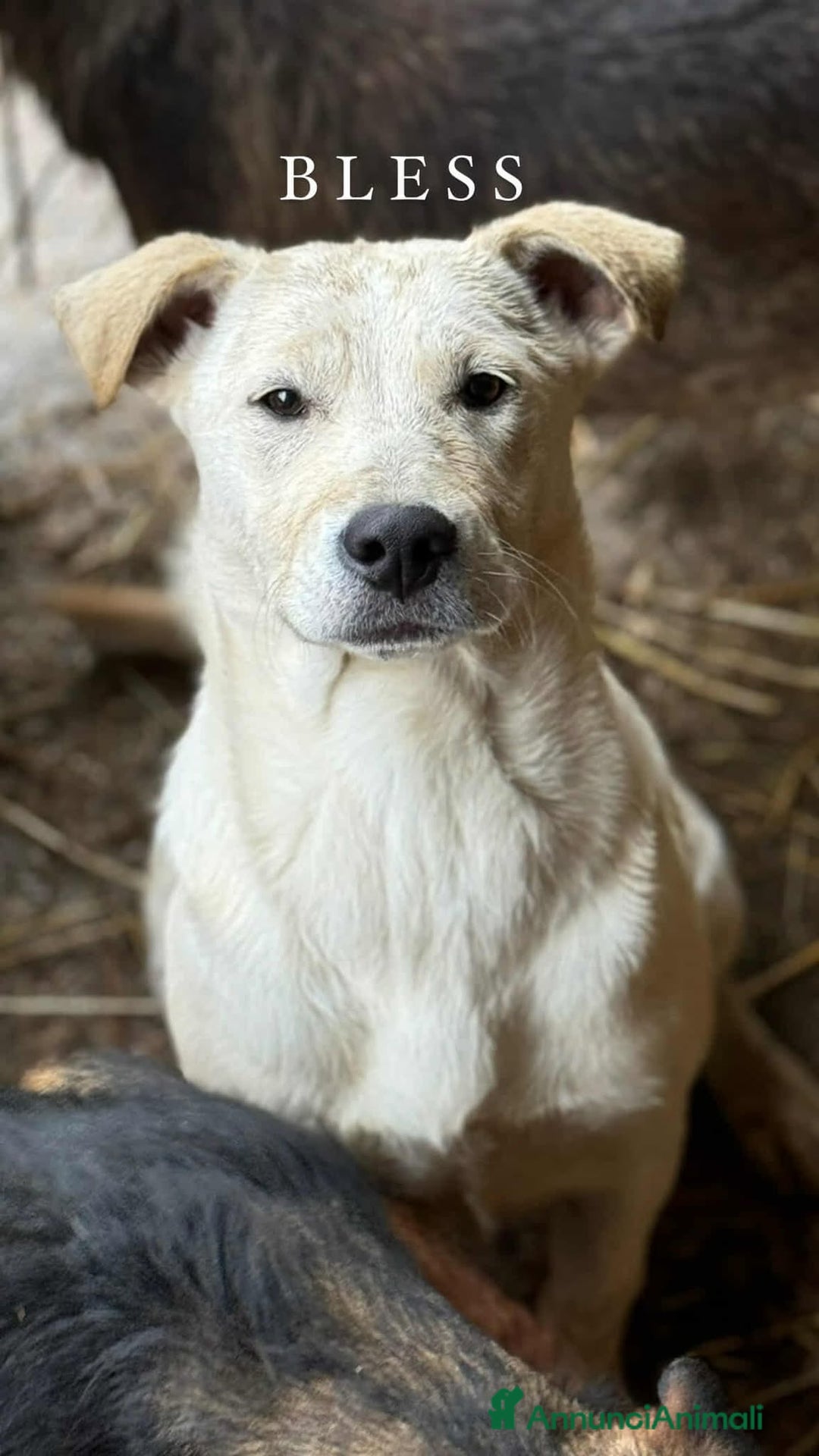 Meticcio cani in regalo: BLANCA & BLESS, mamma e figlia cercano amore. - Annuncio 5