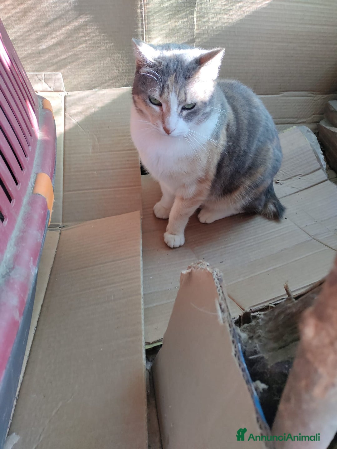 Europeo gatti in regalo: Micina tricolore 3mesi QUASI CIECA.ROMA a Città metropolitana di Milano - Immagine 3