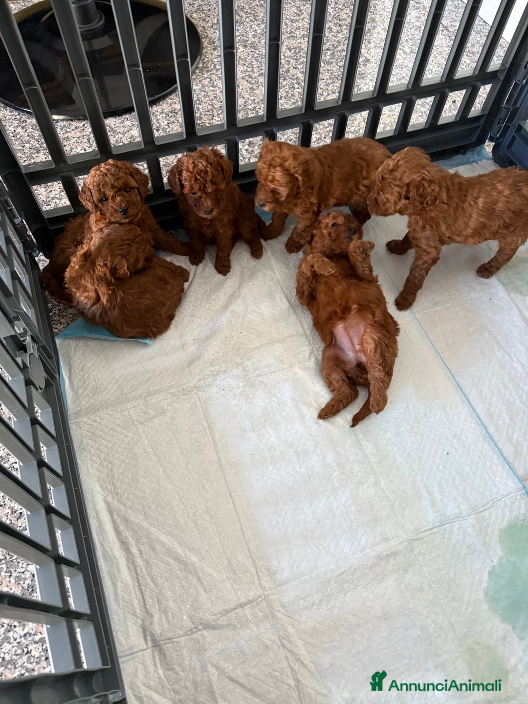 Barboncino Toy cani in vendita: barboncini toy pronti a fine dicembre  - Annuncio 5