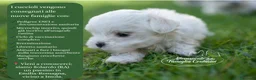 Maltese cani in vendita: Cuccioli Maltese ENCI a Città Metropolitana di Genova - Annuncio 2