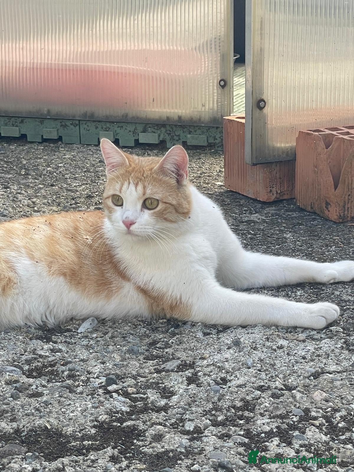 Europeo gatti CAMILLO BELLISSIMO GATTO CERCA CASA - Annuncio 1