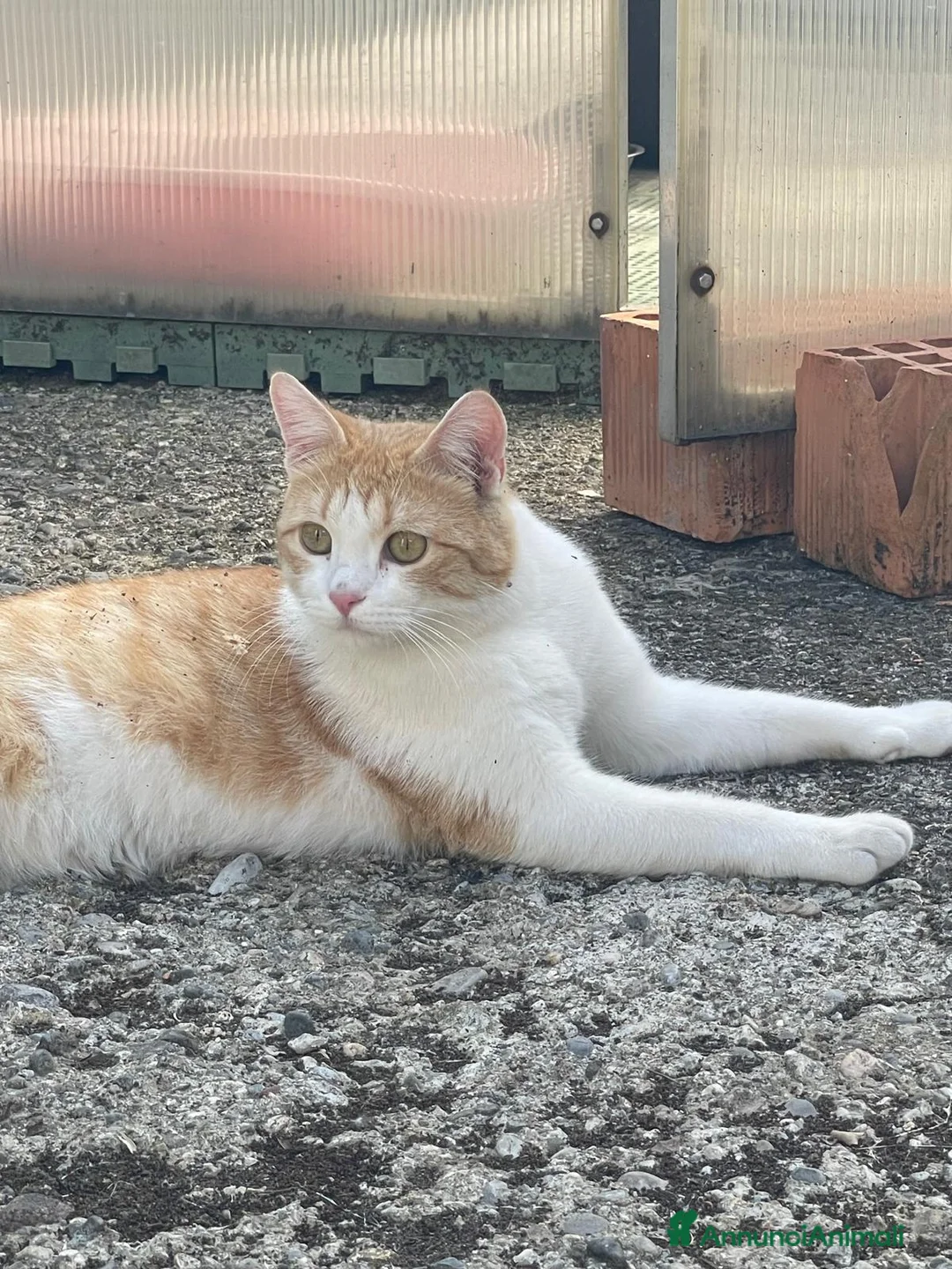 Europeo gatti in regalo: CAMILLO BELLISSIMO GATTO CERCA CASA - Annuncio 1