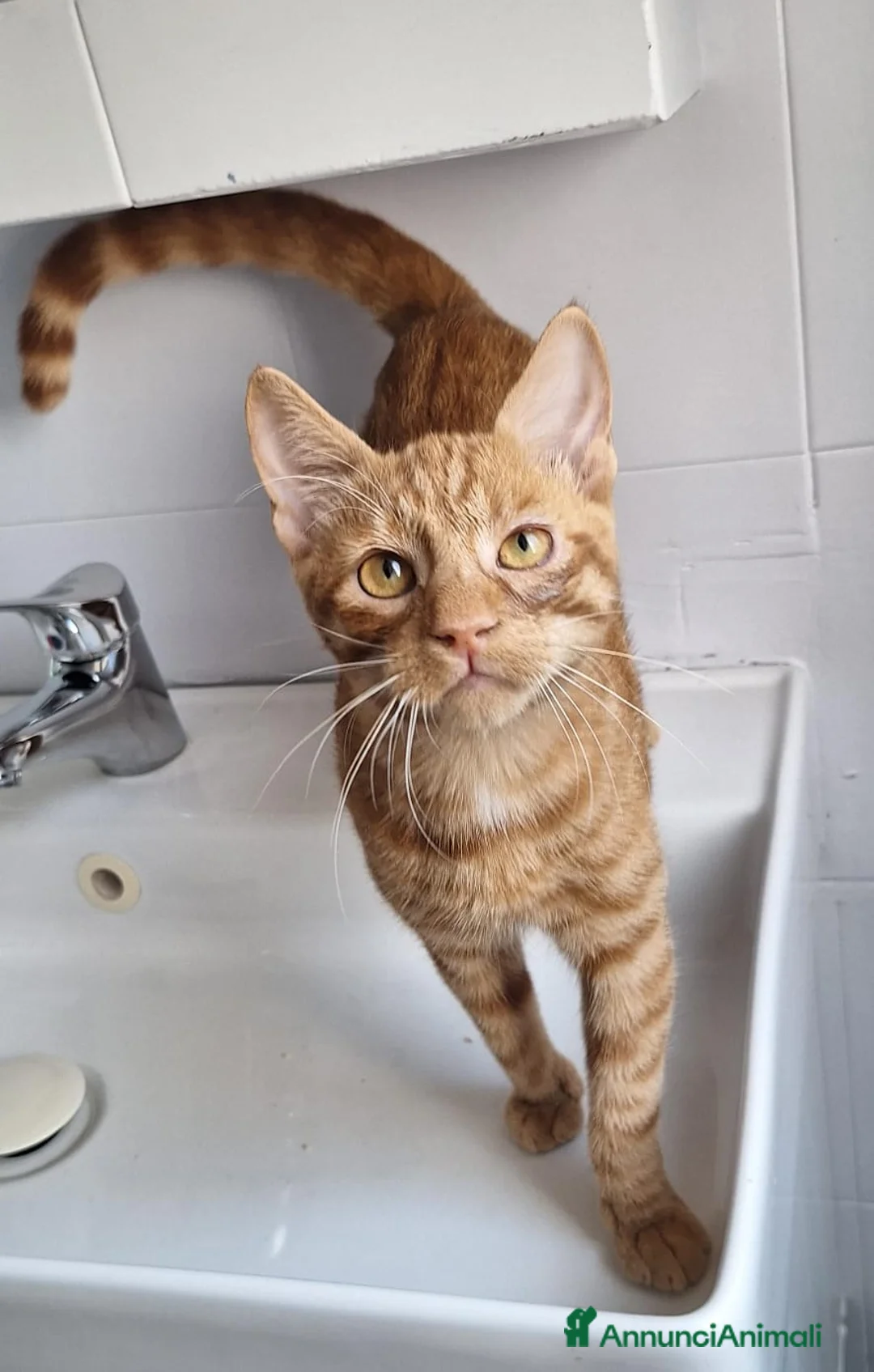 Europeo gatti in regalo: Vincent Van Gogh ravviverà le tue giornate  - Annuncio 8