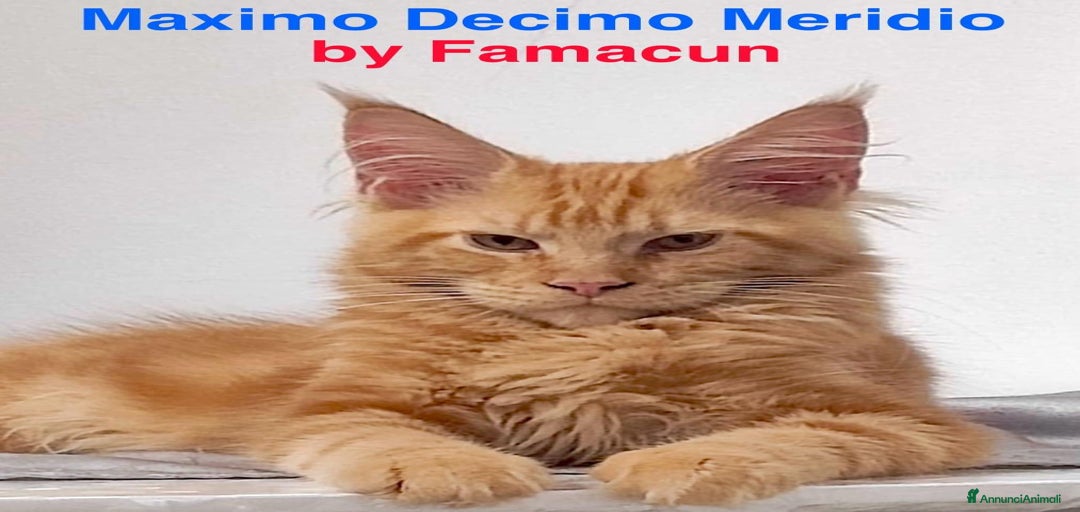 Immagine della galleria {{count}}