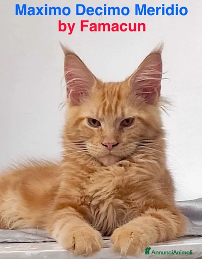 Immagine della galleria {{count}}