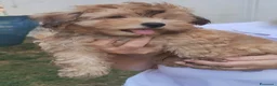 Bichon cani in vendita: Cucciolo maschio Bichon Havanese - Annuncio 5