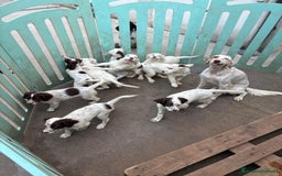 Setter Inglese cani in vendita: Setter inglesi maschi  a Provincia di Verona - Immagine 13