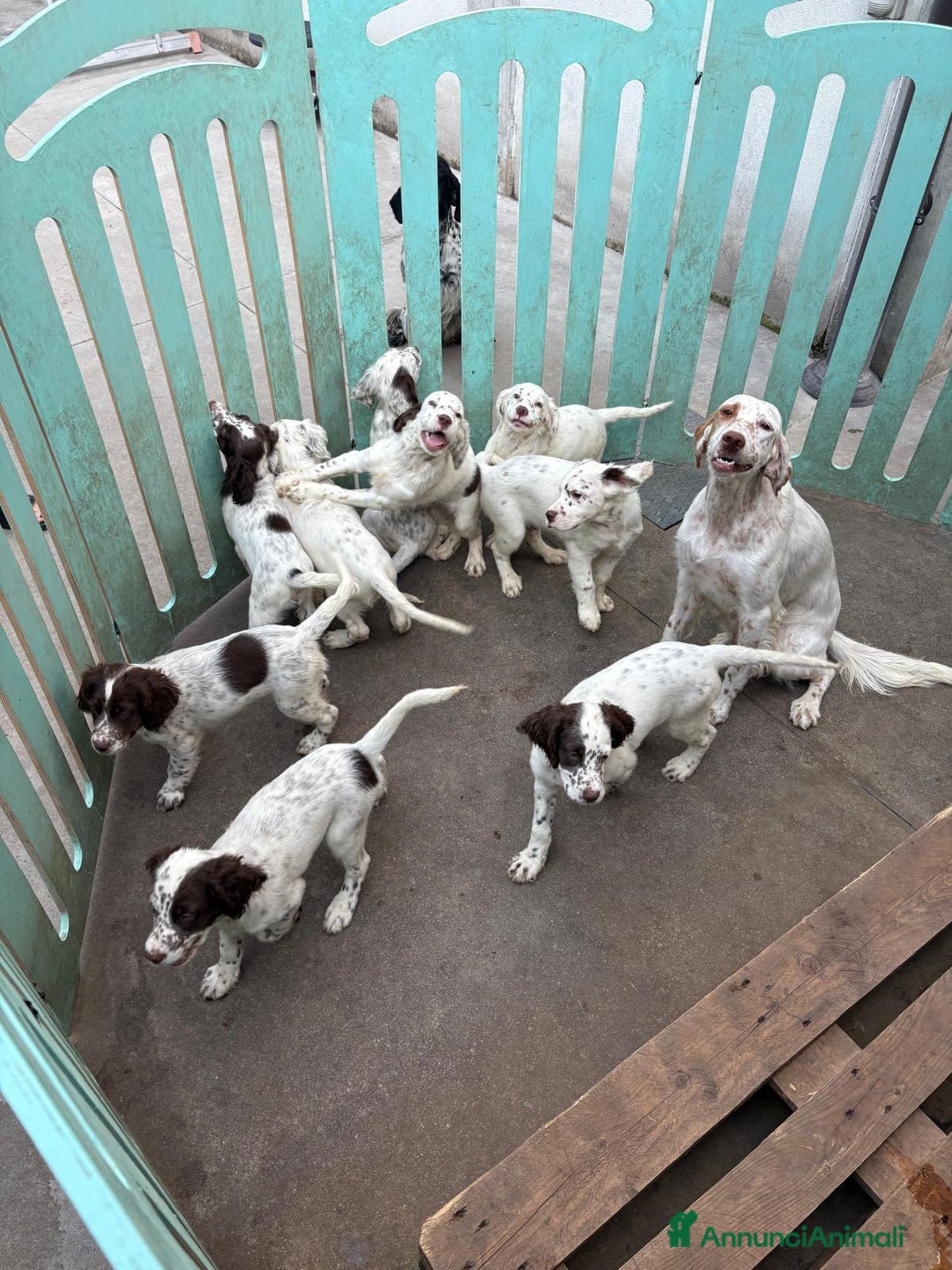 Setter Inglese cani in vendita: Setter inglesi maschi  a Provincia di Verona - Immagine 13