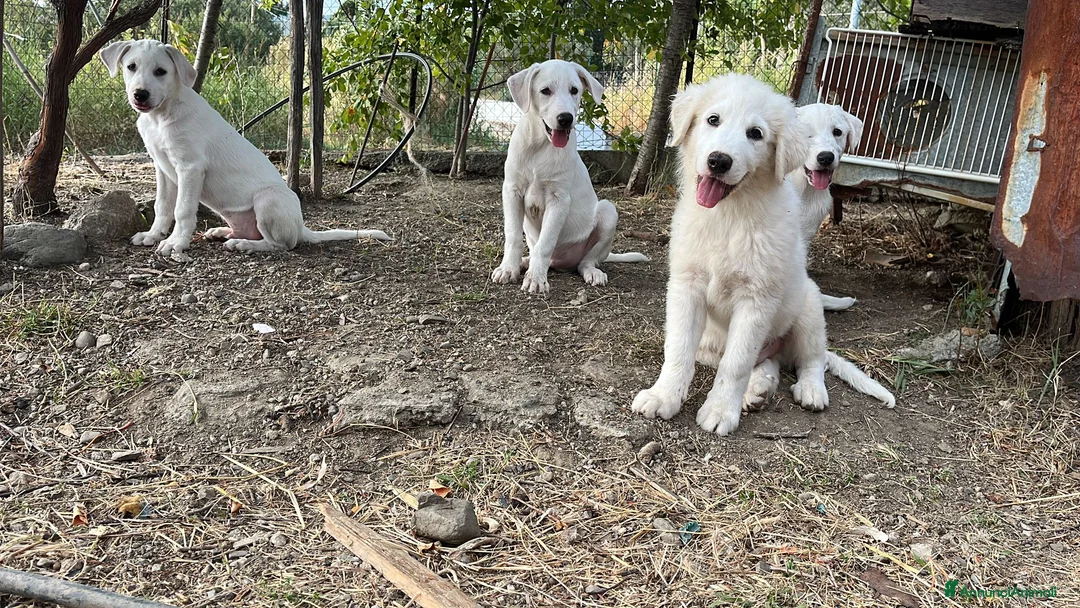 Pastore Maremmano cani in regalo: 3 cuccioli meravigliosi 3 mesi taglia medio grand - Annuncio 3