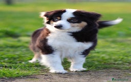 Miniature American Shepherd cani in vendita: Pastore Australiano in Miniatura a Città Metropolitana di Torino - Immagine 4