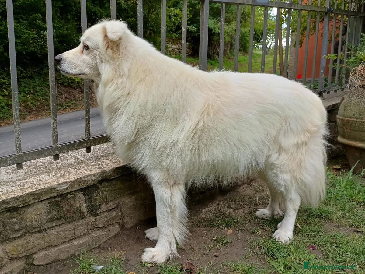 Pastore Maremmano cani Maremmano buonissimo 9 anni - Annuncio 2