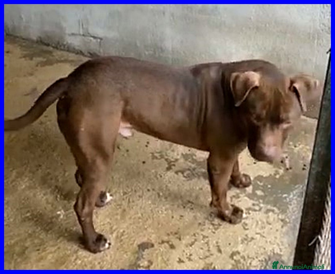 Pitbull cani in regalo: BRIAN cerca amico umano esperto razza - Annuncio 4