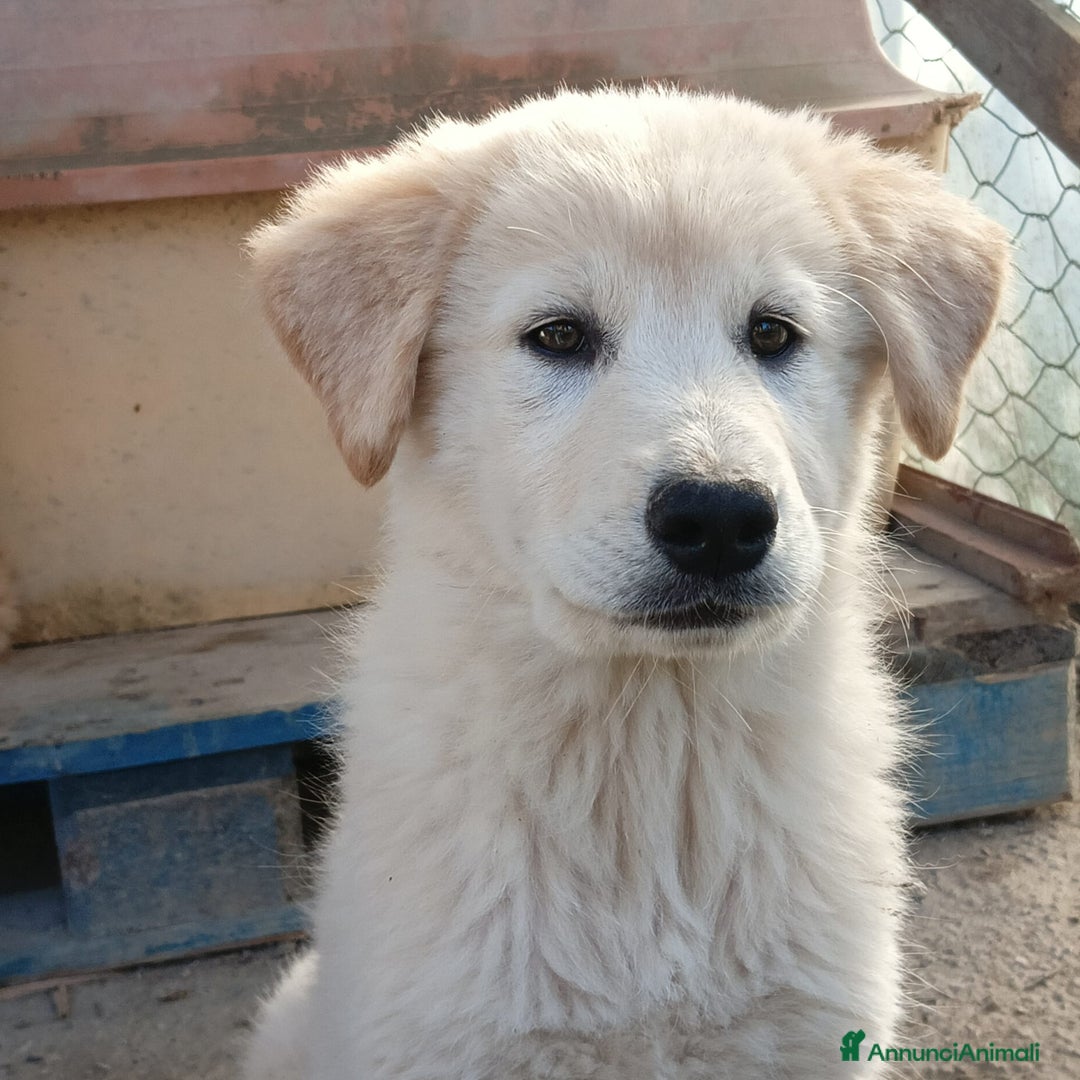 Meticcio cani in regalo: Una famiglia per la dolce Keila  - Annuncio 2