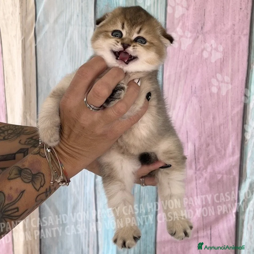 Scottish gatti in vendita: Cucciole Scottish Fold - Annuncio 8