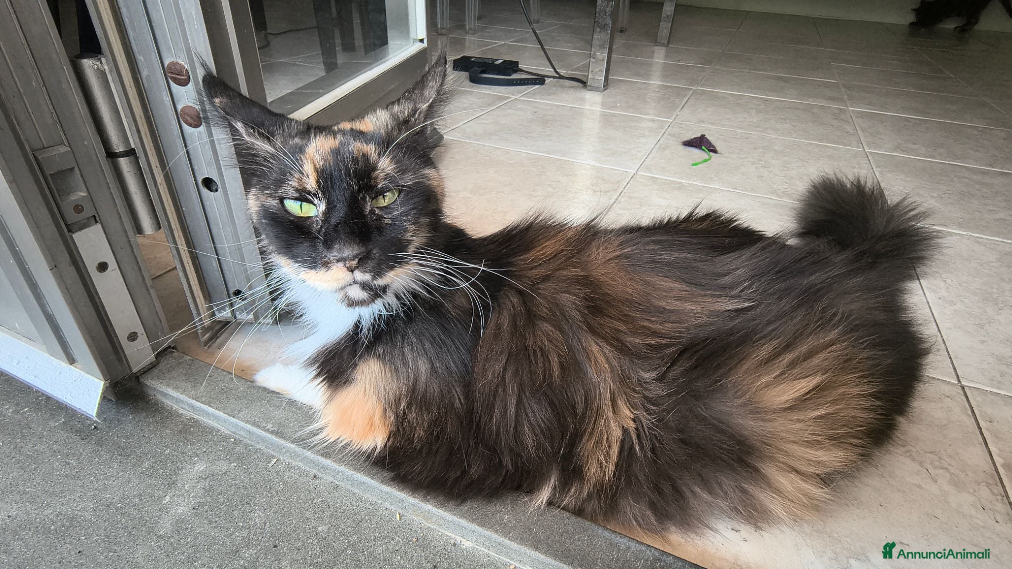 Maine Coon gatti Cuccioli Maine Coon - Annuncio 2