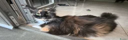 Maine Coon gatti in vendita: Cuccioli Maine Coon a Provincia di Macerata - Annuncio 1