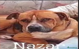 Pitbull cani in regalo: Nazar Pitbull 1vita a catena,BUON CARATTERE.ROMA a Città metropolitana di Milano - Immagine 4