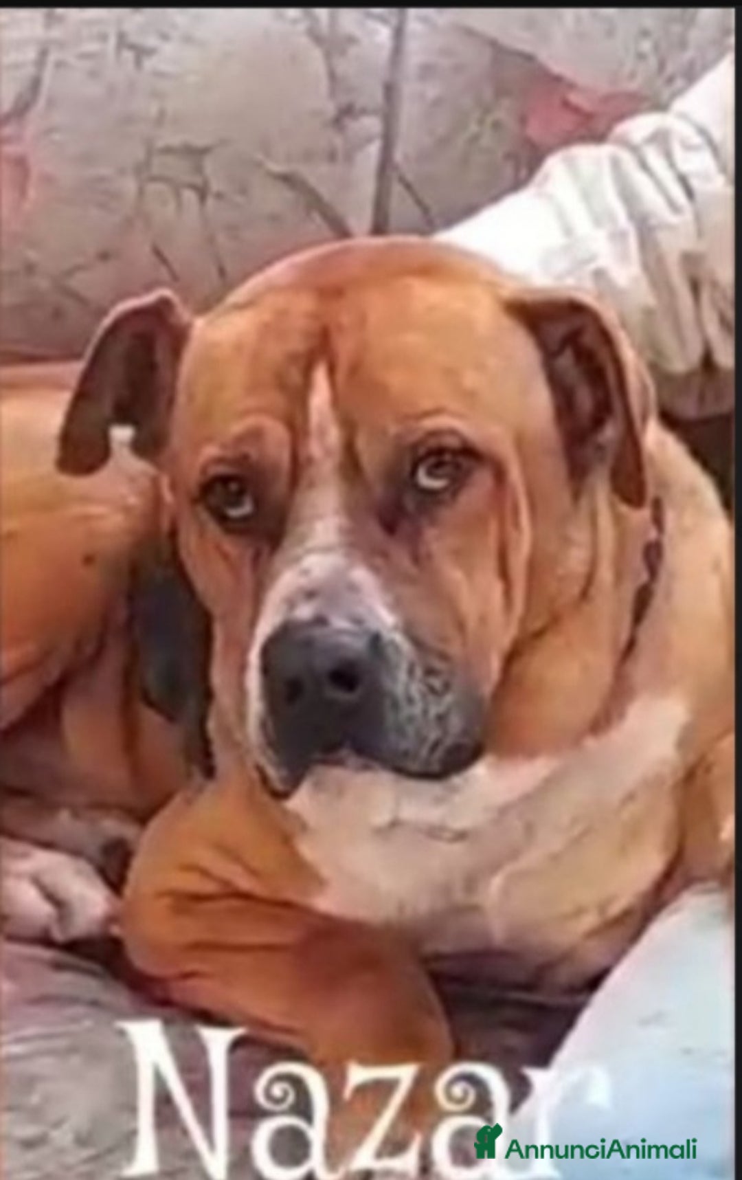 Pitbull cani in regalo: Nazar Pitbull 1vita a catena,BUON CARATTERE.ROMA a Città metropolitana di Milano - Immagine 4