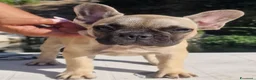 Bulldog Francese cani in vendita: Bulldog francese  - Annuncio 5