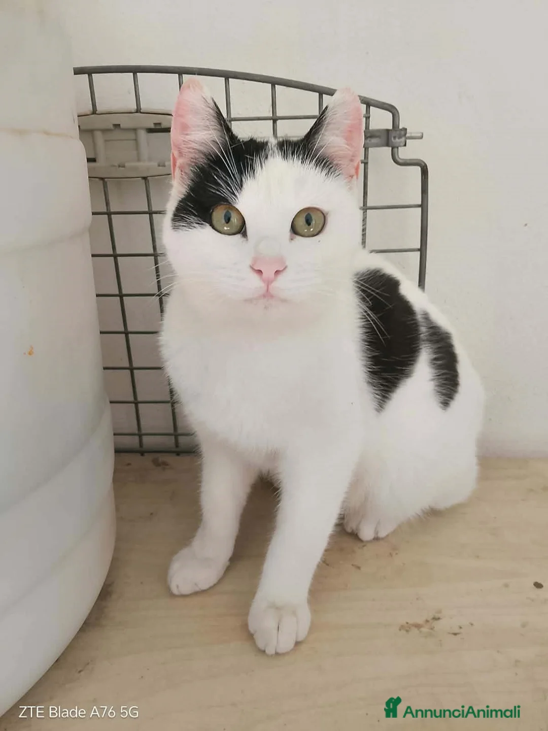 Meticcio gatti in regalo: affettuosi gattini in regalo - Annuncio 4