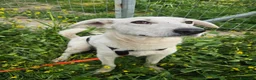Meticcio cani in regalo: Oipe: docile e socievole. Taglia contenuta  - Annuncio 4
