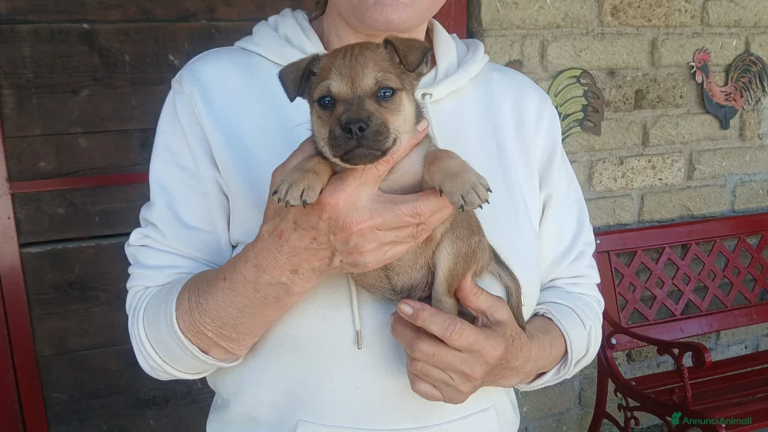 Meticcio cani in regalo: ZORRO HA BISOGNO DI UNA CASA PER LA VITA - Annuncio 2