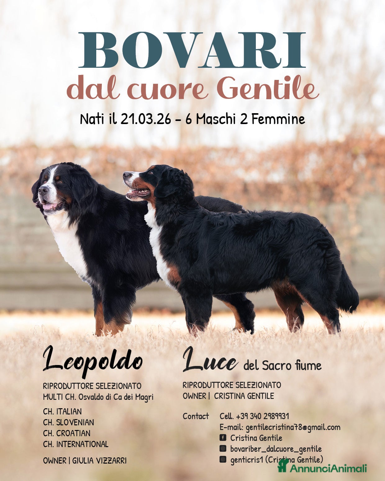 Bovaro del Bernese cani Cuccioli di bovari del bernese - Annuncio 22