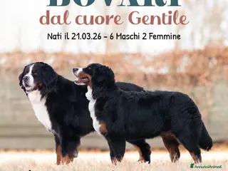 Bovaro del Bernese cani Cuccioli di bovari del bernese - Annuncio 22