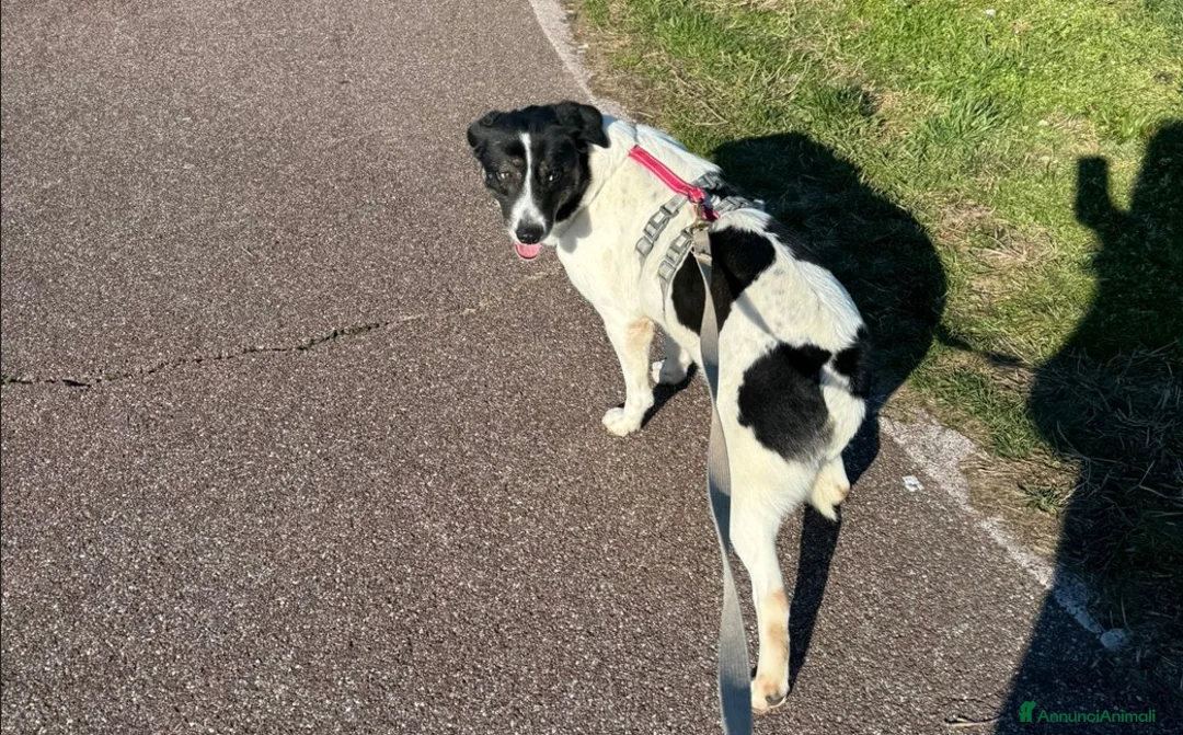 Meticcio cani in regalo: Splendida meticcia - COOKIE - Annuncio 2