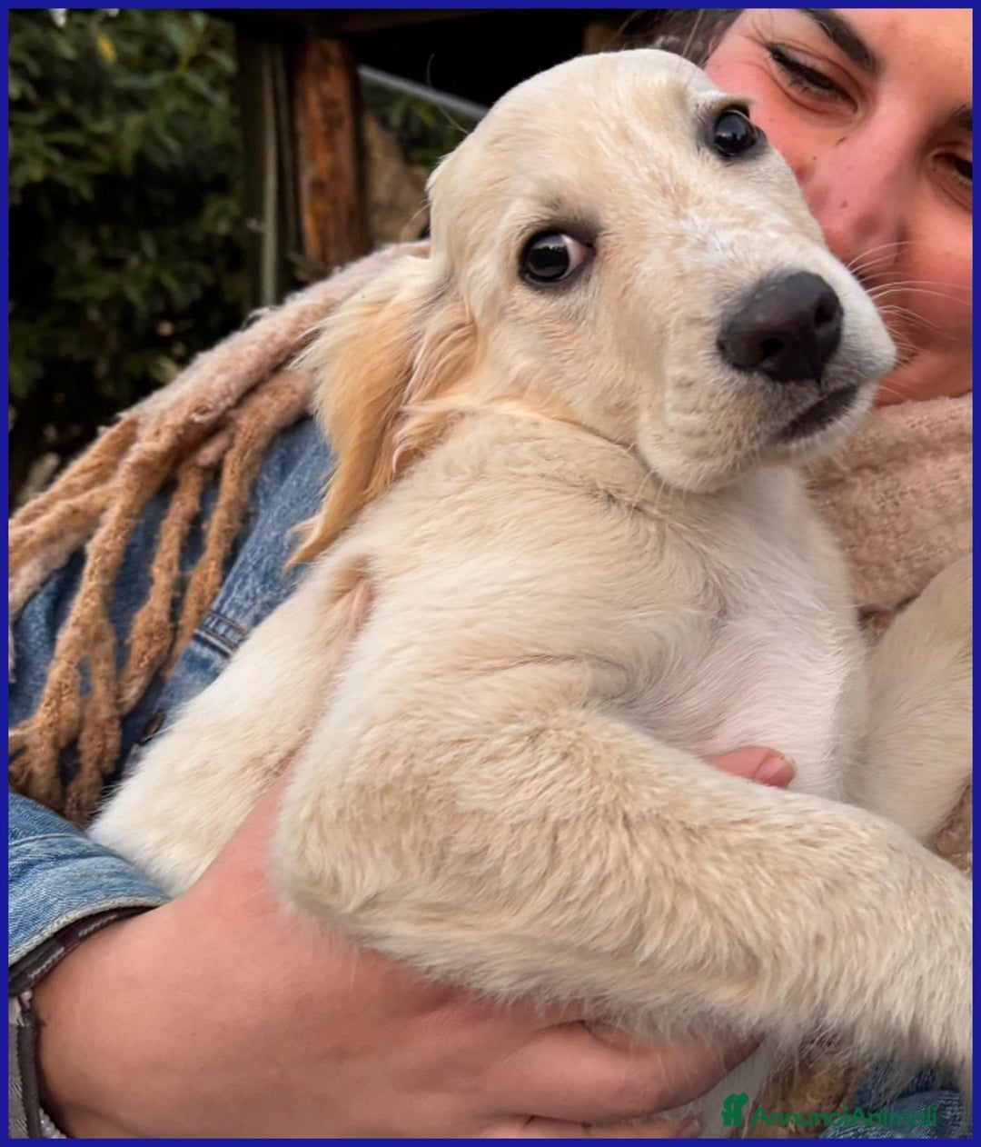 Setter Inglese cani in regalo: MIRTILLO, CUCCIOLO 3 MESI MIX SETTER, SOPRAVVISSUT - Annuncio 6