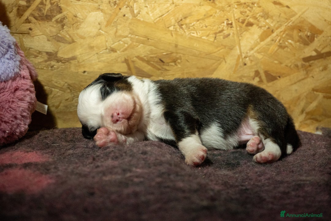 Australian Shepherd cani in vendita: Australian Shepherd  - Annuncio 16