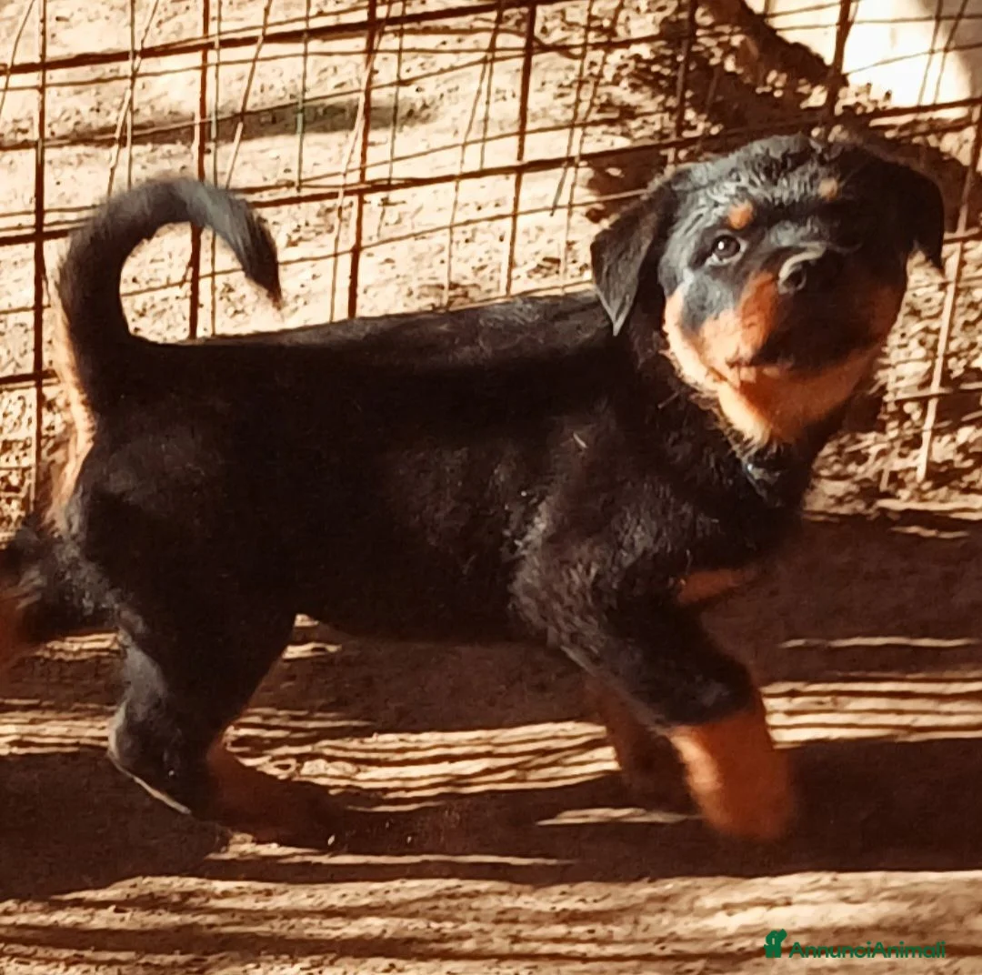 Rottweiler cani in vendita: Cuccioli rottweiler  - Annuncio 10
