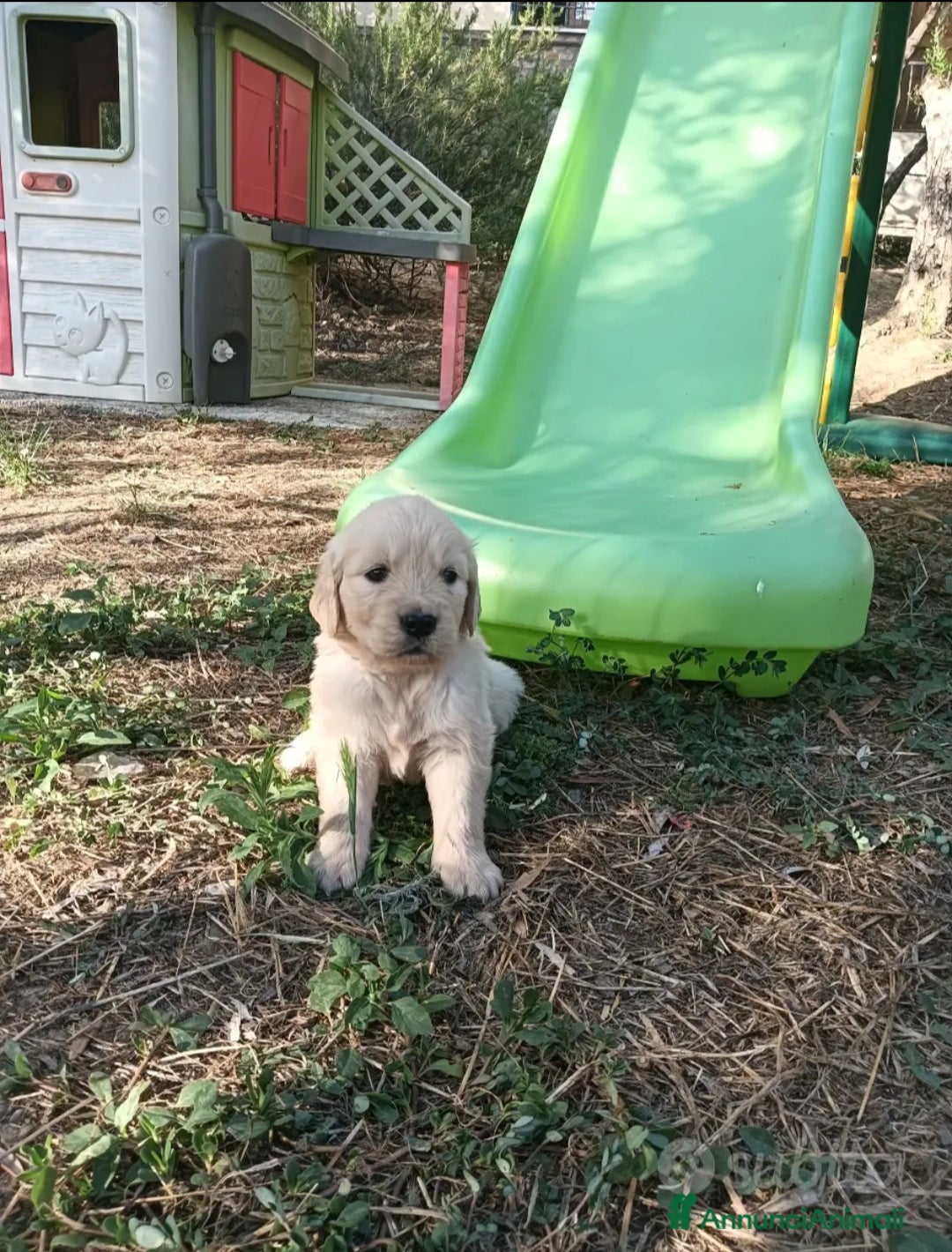 Golden Retriever cani Golden retriever con pedigree  - Annuncio 14