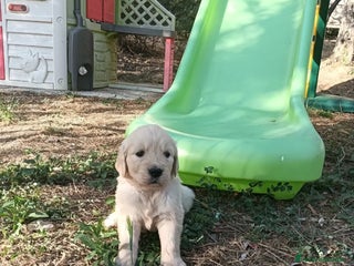Golden Retriever cani Golden retriever con pedigree - Annuncio 25