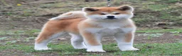 Akita Inu cani in vendita: Cucciolo Akita inu (Top Selection) a Città metropolitana di Roma Capitale - Annuncio 33