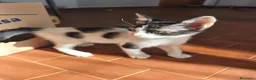 Meticcio gatti in regalo: Zac e Iris  - Annuncio 4