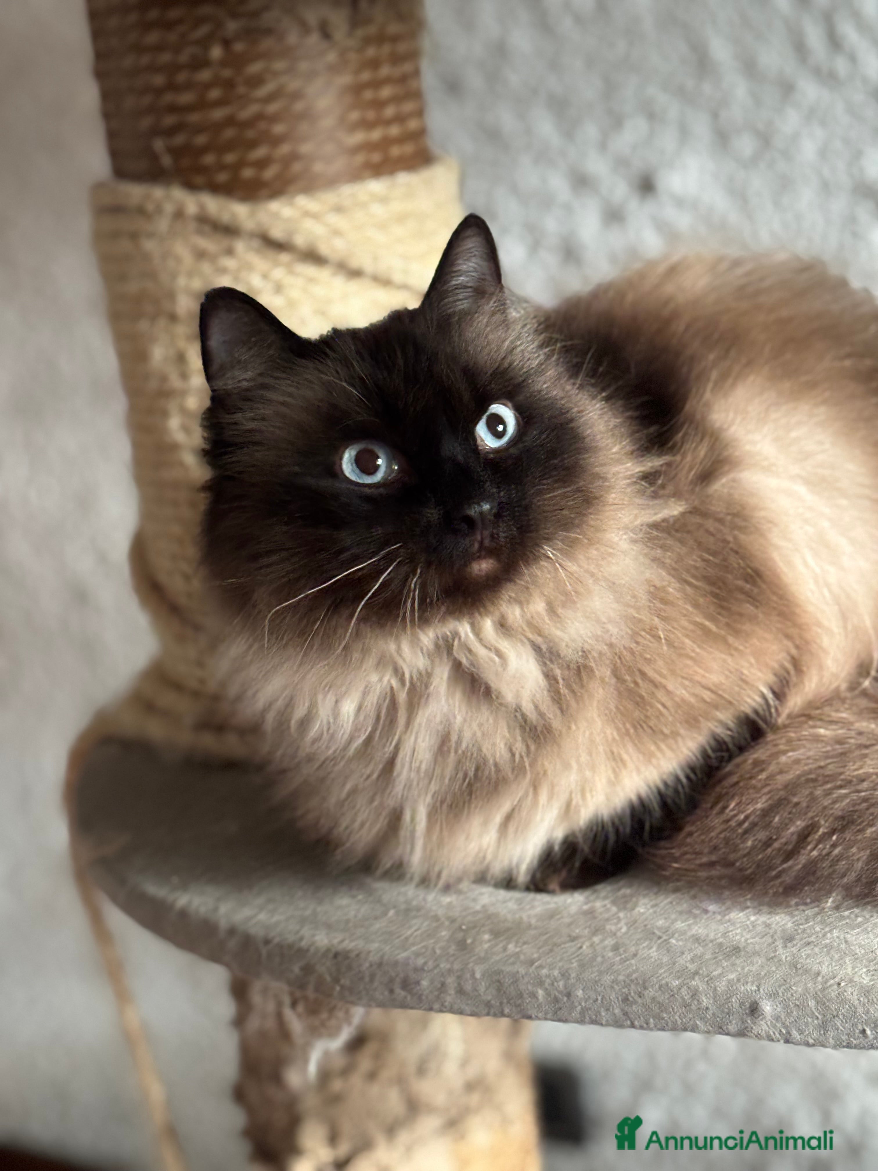 Maya of Casa di Cally