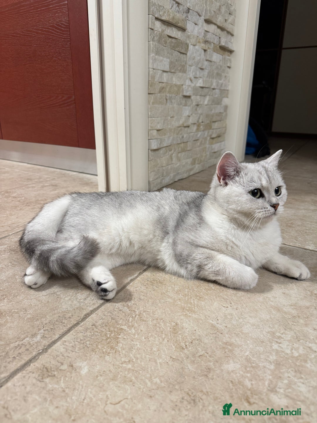 Scottish gatti per accoppiamento: Cerca scottish straight maschio per accoppiamento - Annuncio 3