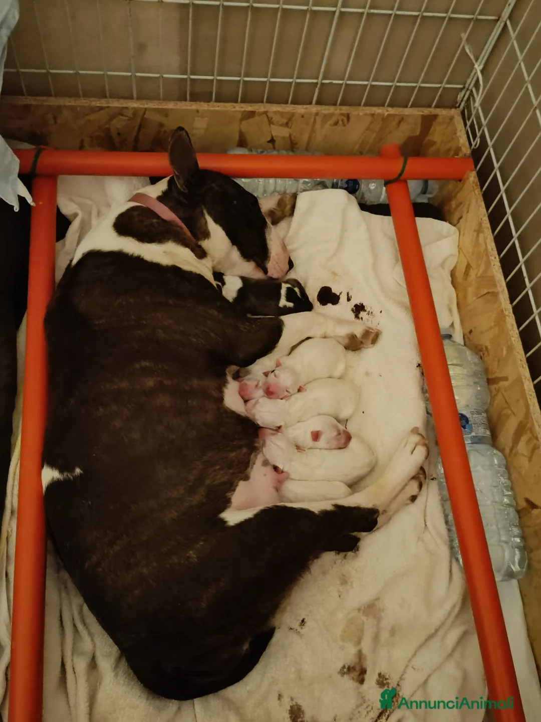 Bull Terrier Mini cani in vendita: Cuccioli bull terrier miniature a Libero consorzio comunale di Caltanissetta - Annuncio 2