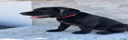 Labrador cani in vendita: Cucciola di Labrador  a Libero consorzio comunale di Agrigento - Annuncio 5