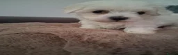 Maltese cani in vendita: Maltese  - Annuncio 4