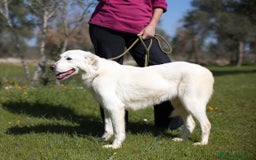 Meticcio cani in regalo: Ellen, un cane pronto a splendere a Città Metropolitana di Bari - Immagine 3