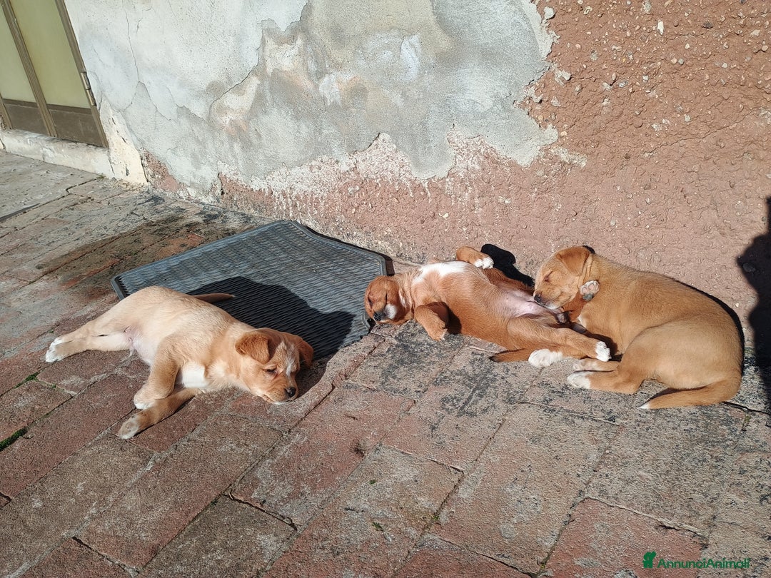 Meticcio cani in vendita: 4 Piccoli vicino Mantova Cercano un Nuovo Inizio! - Annuncio 10