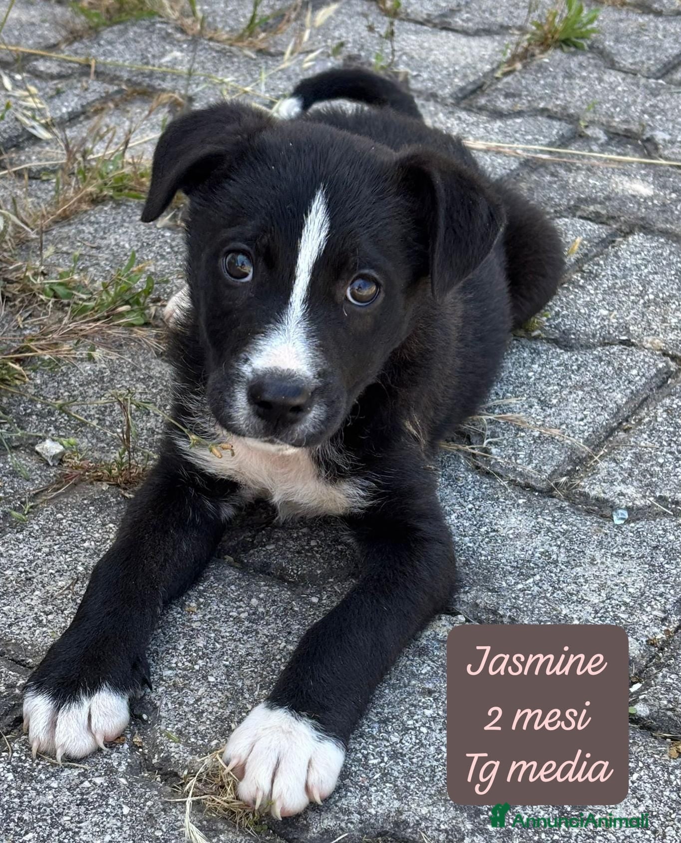 Meticcio cani in regalo: Cuccioli cercano urgentemente famiglia  a Provincia di Monza e della Brianza - Annuncio 1