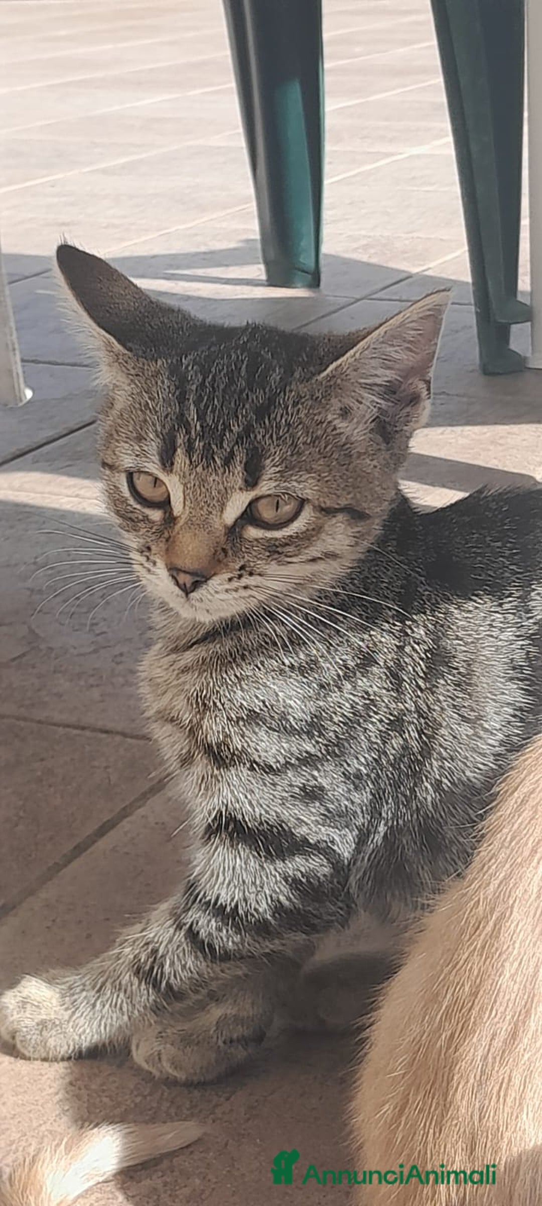 Meticcio gatti in regalo: BENEVENTO GATTINE CERCANO CASA - Annuncio 4