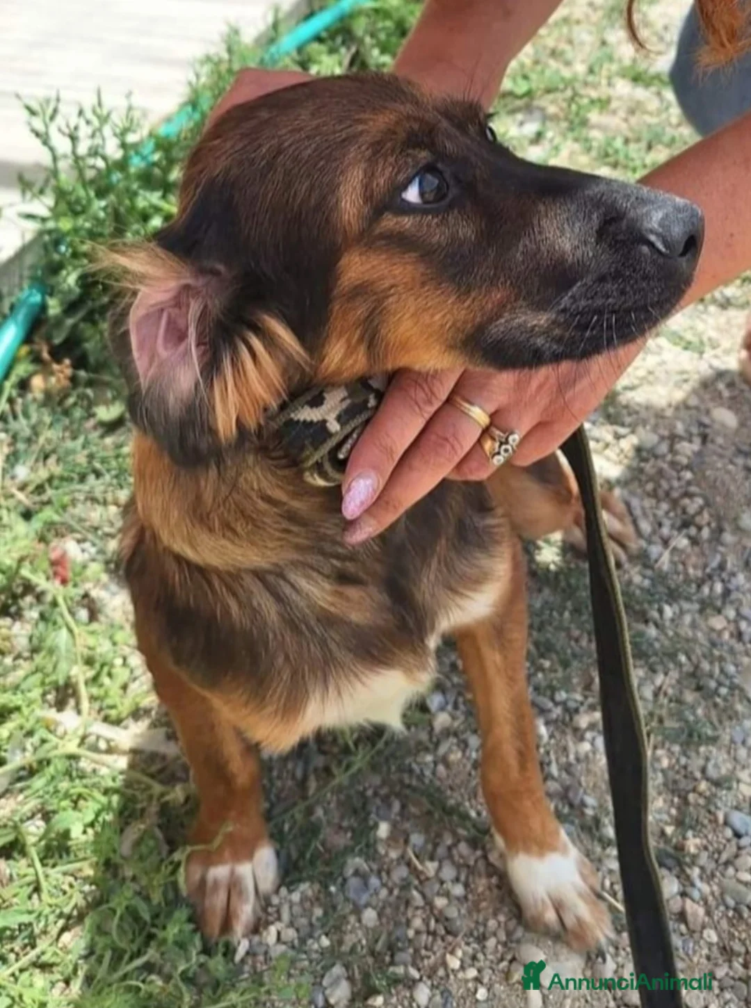 Meticcio cani in regalo: Aron 2anni tg media (mamma Setter)URGE CASA CALABR - Annuncio 2